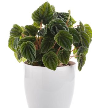 Peperomia Caperata